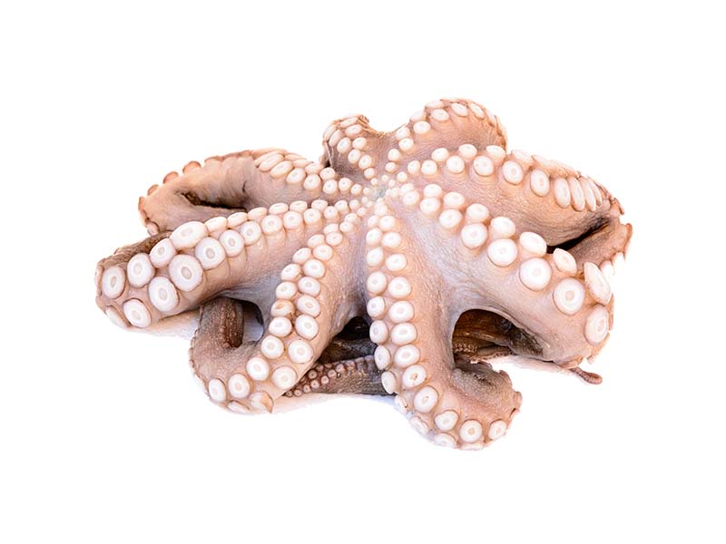 Artikelbild Pulpo 1.2/2 kg 305325